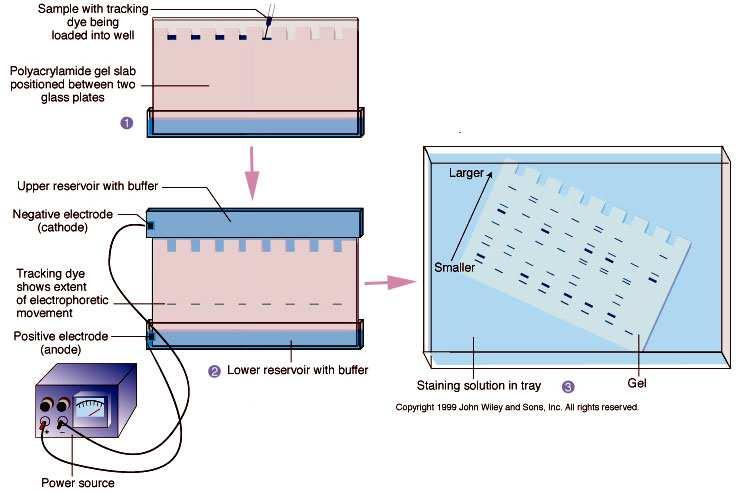 Gel electrophoresis - vertical SDS-PAGE animation The figure was