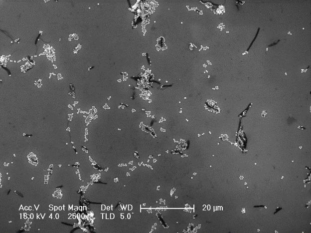 PS emulsions particles (SEM image of the treated glass in the main manuscript; Figure 8); the locations where SiO2 nanoparticles