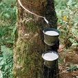 Natural rubber is