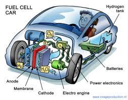 Cells and Function Like the parts of a car, cells have jobs.