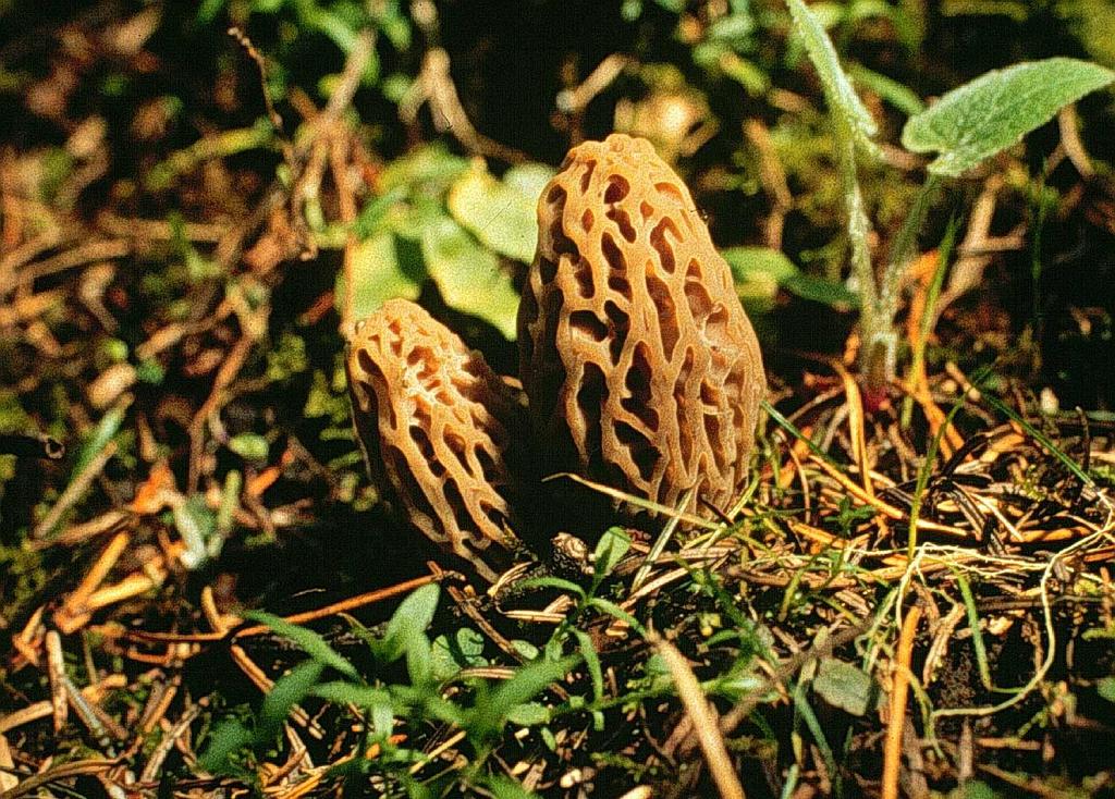 Morels are