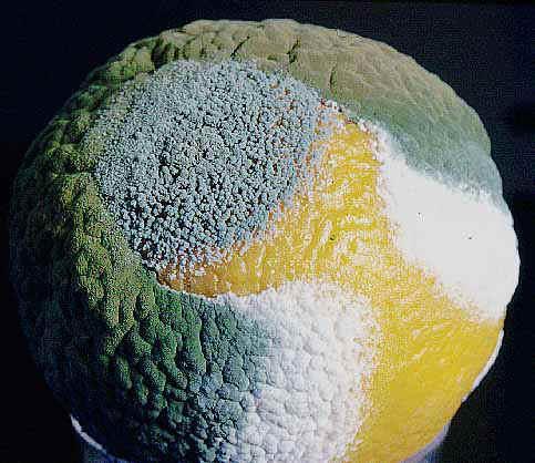 Deuteromycota the Fungi Imperfecti Resemble Ascomycetes, but their