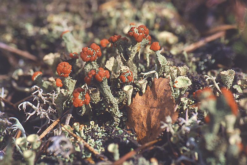 Lichens Lichens are mutualistic symbiotic