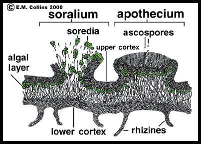 Soredia are the asexual reproductive part of lichens, containing both symbionts.
