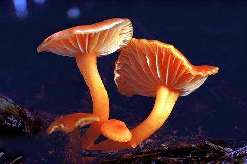 Mushrooms Club Like