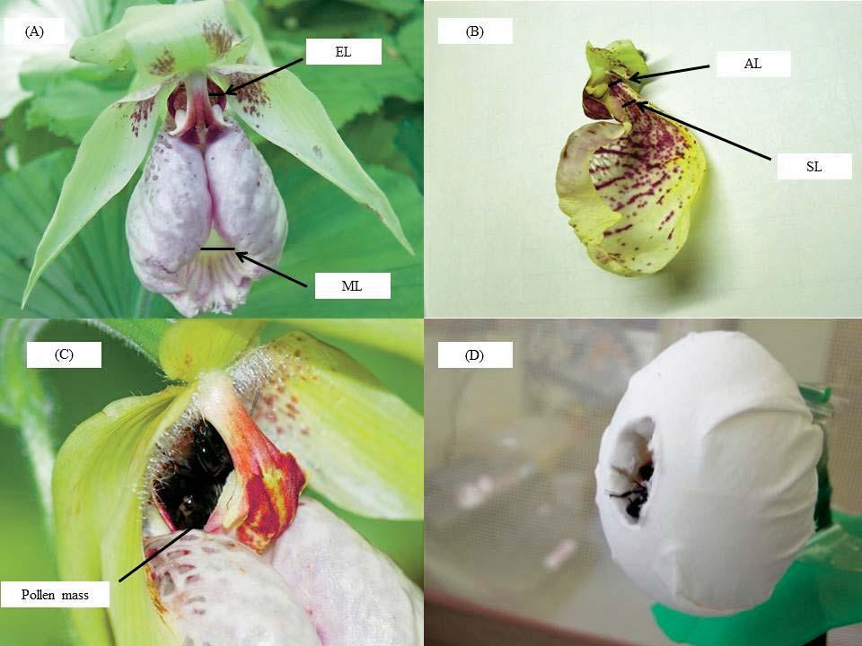 laboratory in 2007 and 2008. On the observation of bumblebee behavior in the labellum of C.