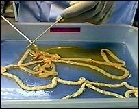 the host; tapeworms and mammals;