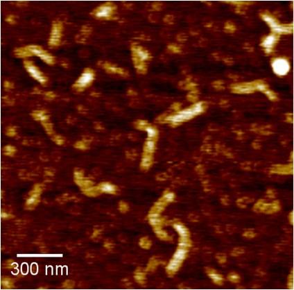AFM image of cndi-1 in MCH: after 30 min aging a) on its own or b) after addition of 20% decane.