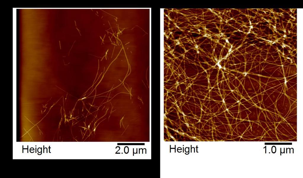 Supplementary Figure 10. Characterisation of mixed hydrogels by AFM. a, Image of mixed hydrogel containing 15 mm DFNKF and 1.5 mm DF(I)NKF(I) showing long fibrils.