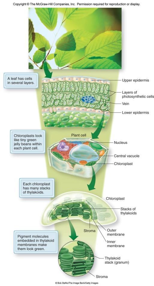 Photosynthesis, Chloroplasts,
