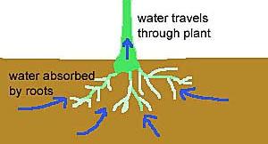 Plants growing in dry areas are adapted to reduces transpiration and storing water.