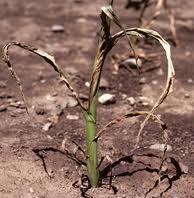 1. Climatic factors (Water) Scarcity of water causes- Wilting and drying up of plants.