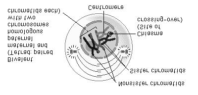 Prophase I Metaphase I 90% of meiosis time is spent here.