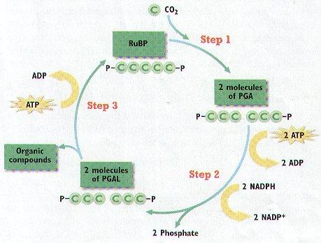 4. Each turn of the Calvin cycle xes One CO2 molecule so it takes six turns to make one molecule of glucose IX. Photosystems & Electron Transport Chain 1.