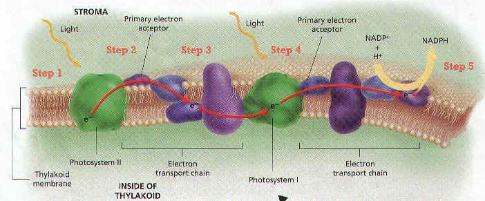 10. Electrons from water are transferred to the cytochrome complex of Photosystem I 11. These excited electrons activate P700 in photosystem I which helps reduce NADP+ to NADPH 12.