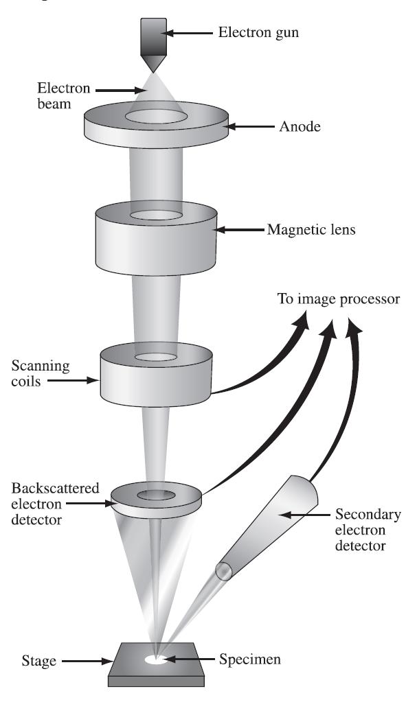 Electrons are accelerated from the electron gun to the anode.