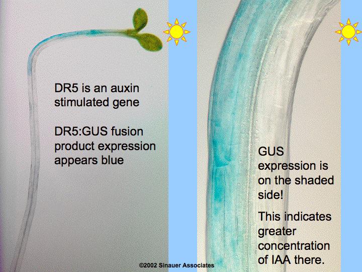 Auxins Plants bend strongly