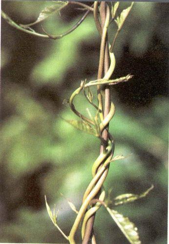 Thigmotropism Growth responses to touch Tendrils