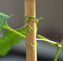 an object Vines use the support tissues of other