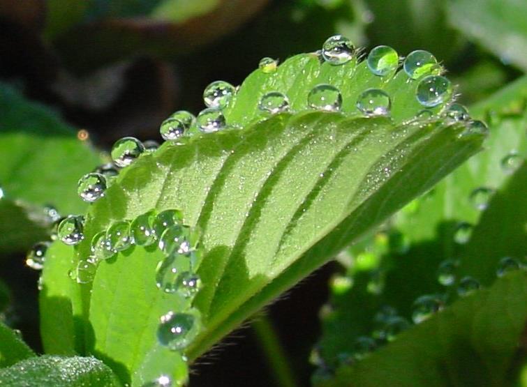 **Guttation Droplets of water appear on the edges of the leaves