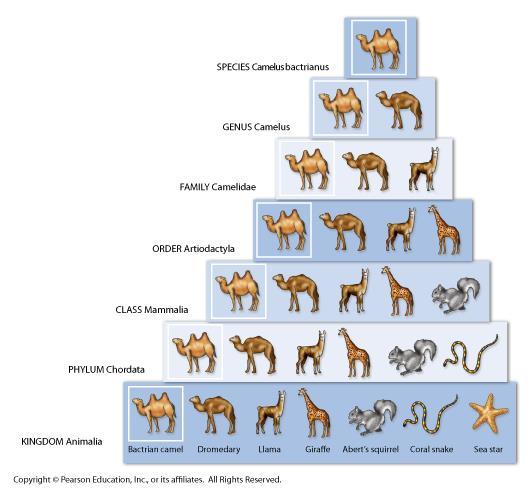 The seven levels of classification: Kingdom Broad Phylum Class Order Family Genus Species Specific Classification and Evolution Today s system of classification considers the history of a species