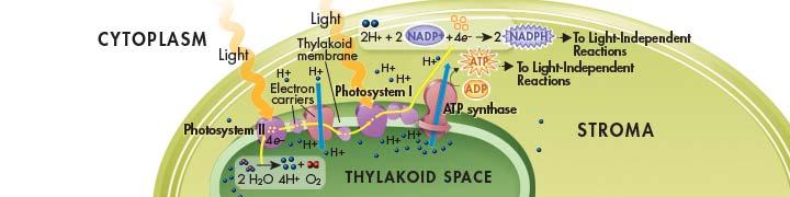 Summary of Light-Dependent Reactions -The light-dependent reactions produce oxygen gas and convert ADP and NADP + into the