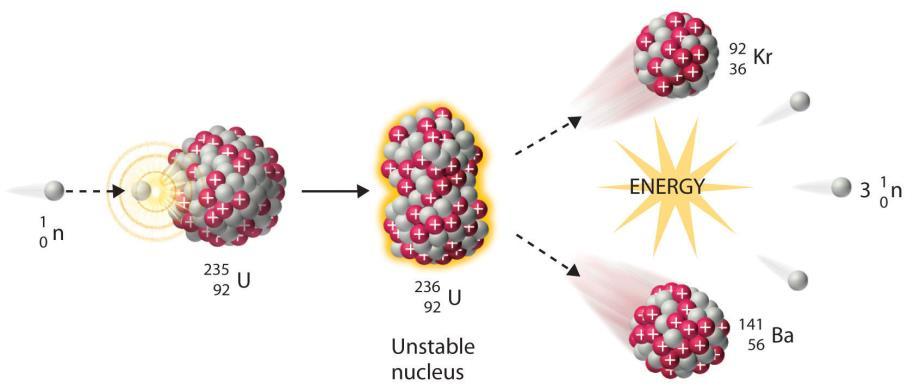 The energy release in a fission reaction is quite large. Also, since smaller nuclei are stable with fewer neutrons, several neutrons emerge from each fission as well.