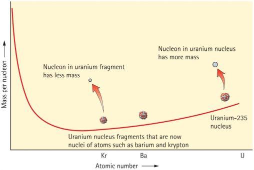 Mass Energy Equivalence: E = mc 2 Graph of nuclear mass per nucleon versus atomic number for uranium: The nucleons in a uranium nucleus have more mass than the nucleons in uranium fragments.