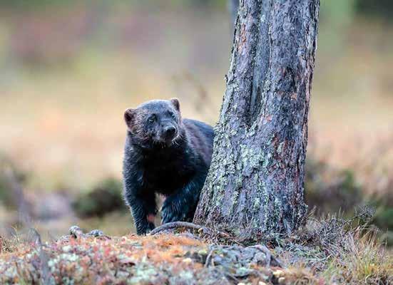 Newsletter Autumn 2016 September WOLVERINE In addition of many bears, Wolverine have also visited every day for over 3 weeks.