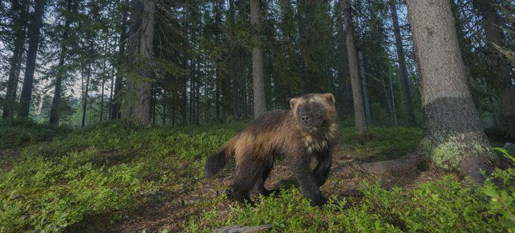 The visits of both bears and wolverine enabled photographers to use remote camera setups in the forest, to capture wide angle images