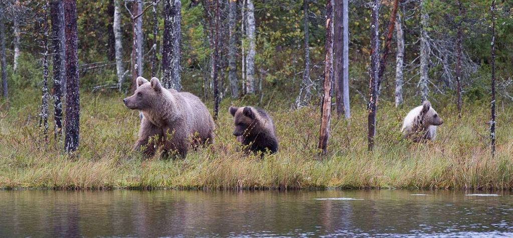 Newsletter Summer 2016 August During the middle of the month the bears yearly circulation began to occur in autumn. They spent a greater amount of time searching for food in local area.