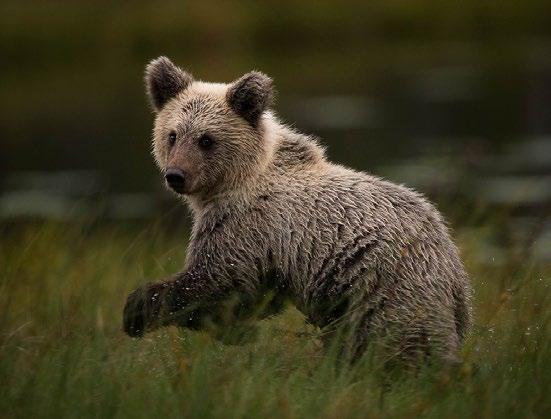 When more bears are present it is possible to see and photograph bears fighting, also hearing when they communicate, uttering noises more feistily and loudly.