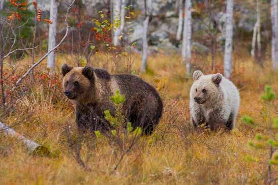 Newsletter Autumn 2016 September Bears were very active and usually there was only 5-30 minutes between the bears when one bear went out of sight