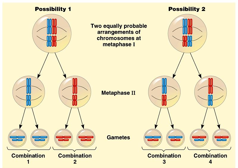 METAPHASE Chromosomes will randomly line-up along