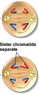 Chromatids now referred to as 2 nd division of