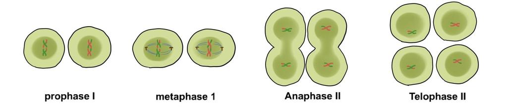 There are two phases in meiosis In Meiosis I, the cell