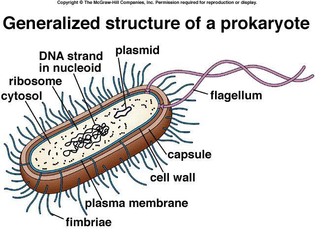 -called eukaryotes prokaryotic cells = have no nucleus or membrane bound