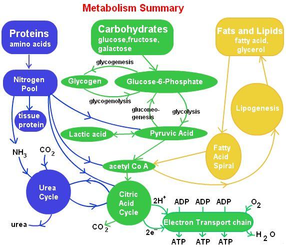What is metabolism? And what does that have to do with energy use? What is the ultimate source energy for life on Earth?