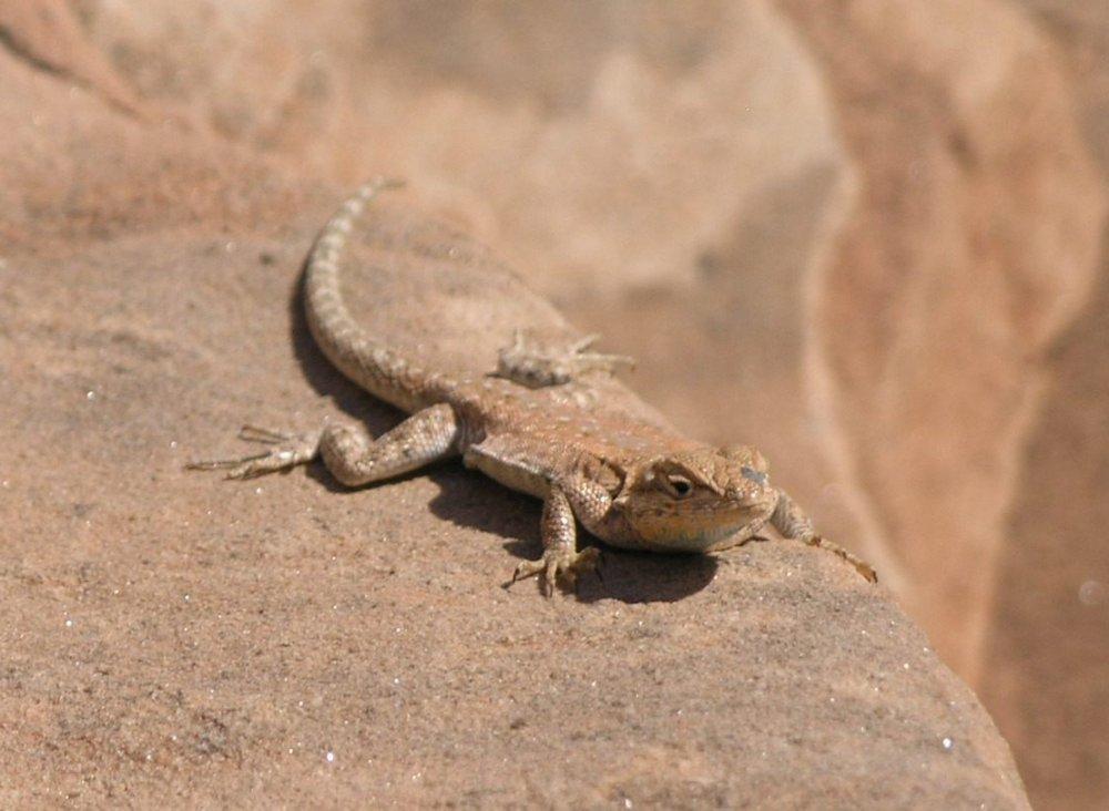 homeostasis by behavior this lizard is sunbathing to keep warm toad buries itself in sand to