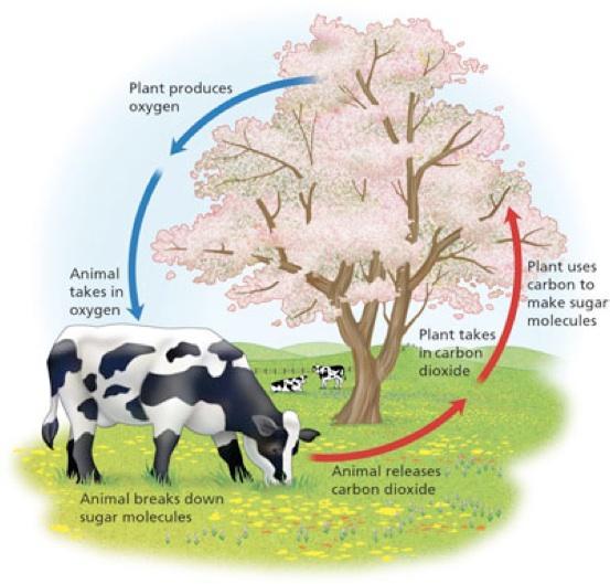 there are 2 main ways to acquire energy autotrophs produce food ex.