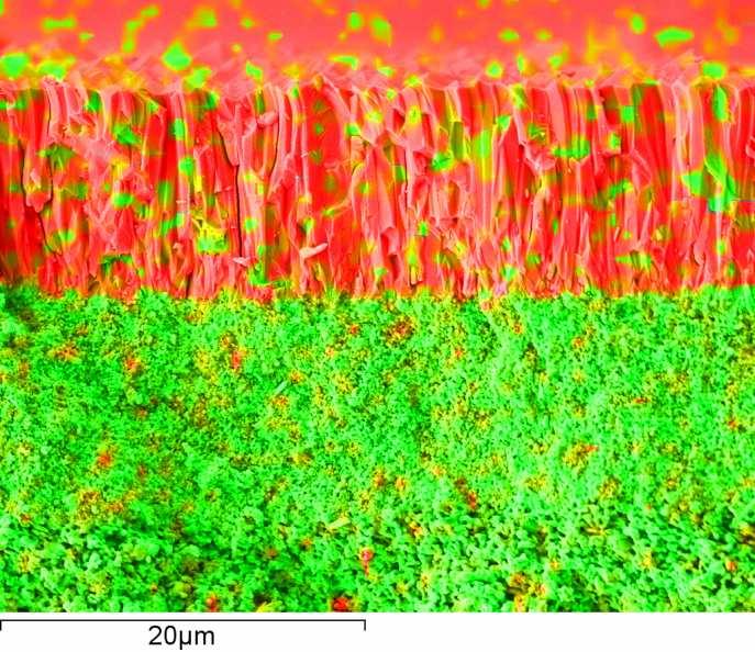 Figure S2 Cross-section of the membrane in SEM, colored by EDXS (red: zinc, ZIF-8 layer, green: aluminum, alumina support).