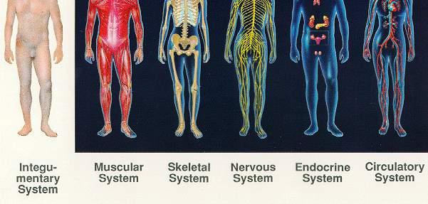 Some human organ systems are: skeletal system, muscular system, nervous