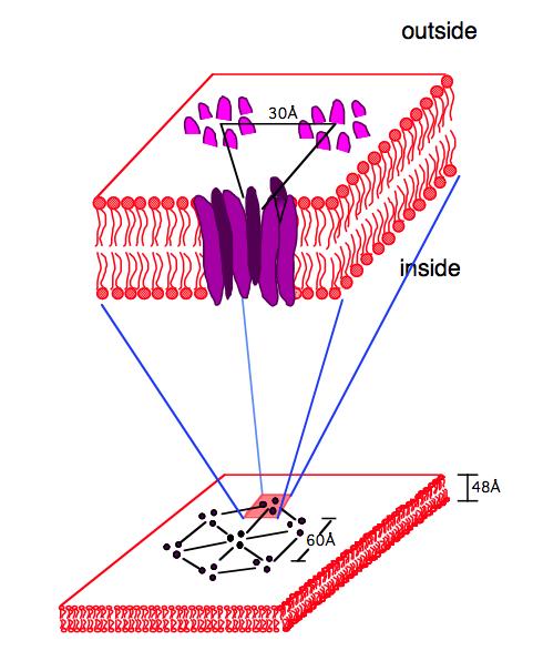 [U- 13 C, 15 N]-bacteriorhodopsin Light-driven ion pump Seven transmembrane helixs Homotrimer Homotrimers aggregate to form a
