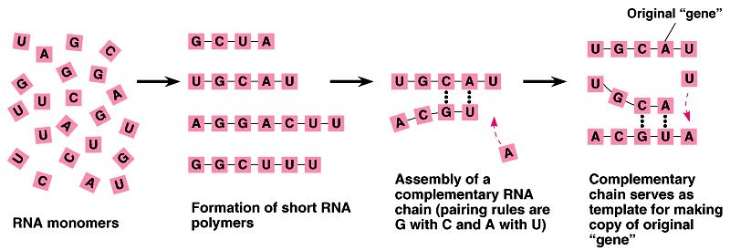 Short polymers of ribonucleotides can be synthesized abiotically in the laboratory.