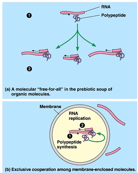 6. Natural section could refine protobionts containing hereditary information Once primitive RNA genes and their polypeptide products were packaged within a membrane, the protobionts could have
