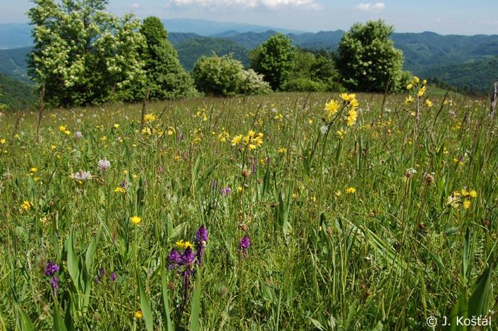 Many different habitats need classification 2 Grassland Hay meadow mesic grassland (Arrhenatherion elatioris) Hay meadow mesic