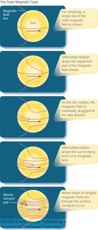 The Solar Cycle After 11 years, the magnetic field pattern becomes so complex that it is re-arranged.
