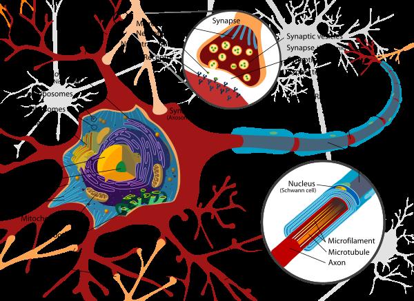 5 Key elements : Neuron Neuron: Soma