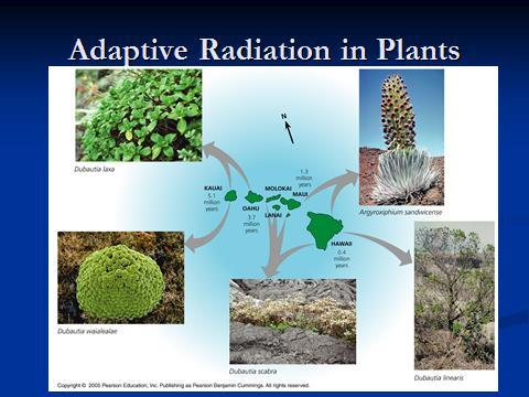 Adaptive Radiation - Beak inheritance-speciation The evolution of