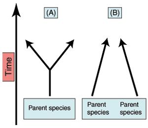 PATTERNS & RATES OF EVOLUTION Divergent evolution (A) is the process of related species who share a common ancestry evolving into different species.
